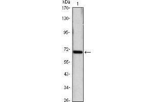 Western blot analysis using HSP70 mouse mAb against Hela (1) cell lysate. (HSP70 anticorps)