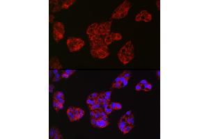 Immunofluorescence analysis of HepG2 cells using Leptin Receptor Rabbit pAb (ABIN3017145, ABIN3017146, ABIN3017147 and ABIN6219976) at dilution of 1:50 (40x lens).
