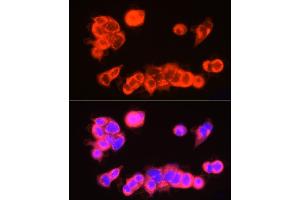 Immunofluorescence analysis of MCF7 cells using USP18 Rabbit pAb (ABIN7271145) at dilution of 1:250 (40x lens). (USP18 anticorps  (AA 200-300))