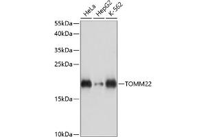 Western blot analysis of extracts of various cell lines, using TOMM22 antibody (ABIN7270931) at 1:3000 dilution. (TOMM22 anticorps  (AA 1-83))