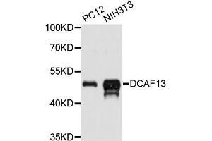 Western blot analysis of extracts of various cell lines, using DCAF13 antibody (ABIN6292434) at 1:3000 dilution. (DCAF13 anticorps)