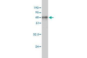 Western Blot detection against Immunogen (65.
