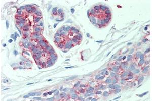 Anti-SLC4A2 antibody  ABIN1049341 IHC staining of human breast. (SLC4A2 anticorps  (Internal Region))