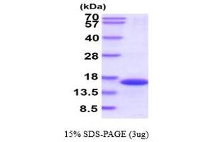 SDS-PAGE (SDS) image for FK506 Binding Protein 1B, 12.6 KDa (FKBP1B) (AA 1-108) (Active) protein (His tag) (ABIN667593)