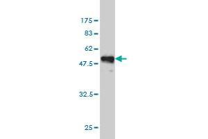 Western Blot detection against Immunogen (47.