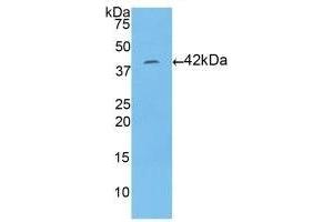 Detection of Recombinant HIST1H2AA, Human using Polyclonal Antibody to Histone Cluster 1, H2aa (HIST1H2AA) (HIST1H2AA anticorps  (AA 2-131))