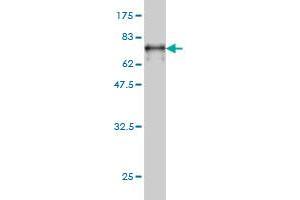 Western Blot detection against Immunogen (62.
