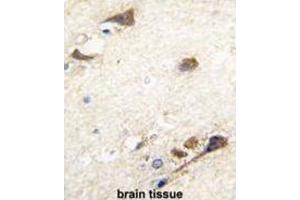 Immunohistochemistry (IHC) image for anti-Acetylcholinesterase (AChE) antibody (ABIN3003530)