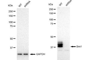 Western blotting analysis using Bmi1 antibody (ABIN7797772). (Recombinant BMI1 anticorps)