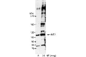 Western Blotting (WB) image for anti-Integrator Complex Subunit 7 (INTS7) (AA 850-900) antibody (ABIN7449405) (INTS7 anticorps  (AA 850-900))