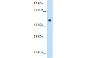 Complement C8b antibody used at 0. (C8B anticorps  (Middle Region))