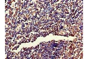 Immunohistochemistry of paraffin-embedded human tonsil tissue using ABIN7142764 at dilution of 1:100