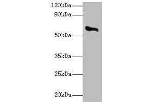 Western blot All lanes: CYP11A1 antibody at 2 μg/mL + Rat adrenal gland tissue Secondary Goat polyclonal to rabbit IgG at 1/10000 dilution Predicted band size: 61, 43 kDa Observed band size: 61 kDa (CYP11A1 anticorps  (AA 40-521))