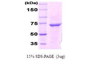 SDS-PAGE (SDS) image for DnaK (AA 1-638), (full length) protein (ABIN666804) (DnaK (AA 1-638), (full length) Protéine)