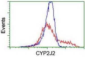Flow Cytometry (FACS) image for anti-Cytochrome P450, Family 2, Subfamily J, Polypeptide 2 (CYP2J2) antibody (ABIN1497729)