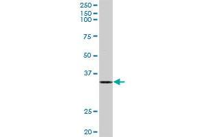 ELAVL1 MaxPab rabbit polyclonal antibody.