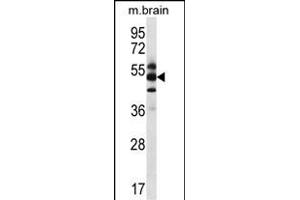 GPS1 Antibody (Center) (ABIN656634 and ABIN2845879) western blot analysis in mouse brain tissue lysates (35 μg/lane). (GPS1 anticorps  (AA 141-170))
