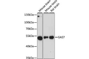 Western blot analysis of extracts of various cell lines, using G antibody (ABIN6130421, ABIN6140970, ABIN6140972 and ABIN6218456) at 1:3000 dilution. (GAS7 anticorps  (AA 1-412))