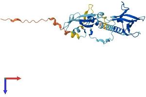 AlphaFold protein structure predicition of Mouse Recombinant Dapp1 Protein, UniprotID Q9QXT1