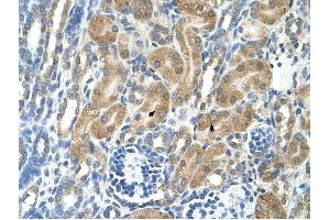 PARL antibody was used for immunohistochemistry at a concentration of 4-8 ug/ml to stain Epithelial cells of renal tubule (arrows) in Human Kidney. (PARL anticorps  (N-Term))