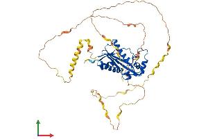AlphaFold protein structure predicition of Mouse Recombinant Prrc1 Protein, UniprotID Q3UPH1