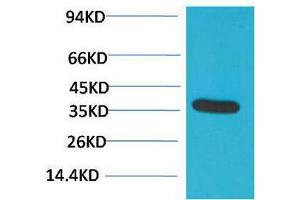 Western Blotting (WB) image for anti-Glyceraldehyde-3-Phosphate Dehydrogenase (GAPDH) antibody (ABIN3188047) (GAPDH anticorps)