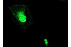 Anti-ERCC1 mouse monoclonal antibody (ABIN2455549) immunofluorescent staining of COS7 cells transiently transfected by pCMV6-ENTRY ERCC1 (RC200478). (ERCC1 anticorps)