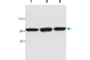 Western blot analysis of MAD1L1 monoclonal antibody, clone P22. (MAD1L1 anticorps)
