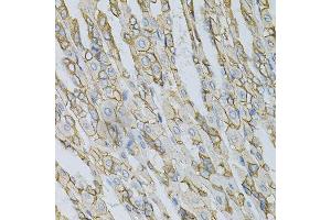 Immunohistochemistry of paraffin-embedded mouse stomach using AP2B1 Antibody.