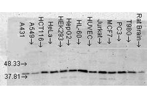 Western Blot analysis of Human Cell lysates showing detection of p38 MAPK protein using Mouse Anti-p38 MAPK Monoclonal Antibody, Clone 9F12 . (MAPK14 anticorps  (Biotin))