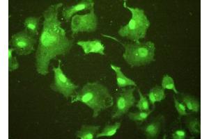 Figure:FITC staining on IHC-P;Simple:A549 cells