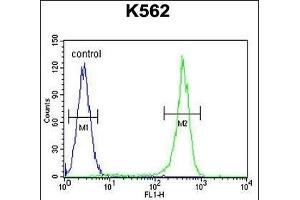 CRFR2 Antibody (D35) (ABIN655389 and ABIN2844937) flow cytometric analysis of K562 cells (right histogram) compared to a negative control cell (left histogram). (CRHR2 anticorps  (AA 10-39))