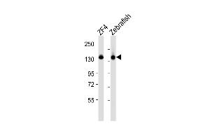 All lanes : Anti-cyfip1 Antibody (Center) at 1:2000 dilution Lane 1: ZF4 whole cell lysates Lane 2: Zebrafish lysates Lysates/proteins at 20 μg per lane. (CYFIP1 anticorps  (AA 524-558))