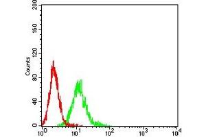 Flow cytometric analysis of K562 cells using CEACAM5 mouse mAb (green) and negative control (red).