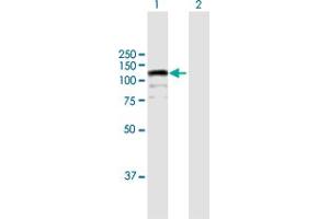 Western Blot analysis of CIZ1 expression in transfected 293T cell line by CIZ1 MaxPab polyclonal antibody. (CIZ1 anticorps  (AA 1-818))