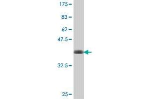 Western Blot detection against Immunogen (38.