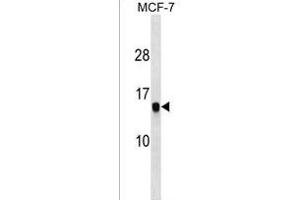 HIST1H2AG Antibody (C-term) (ABIN1536631 and ABIN2850050) western blot analysis in MCF-7 cell line lysates (35 μg/lane). (HIST1H2AG anticorps  (C-Term))