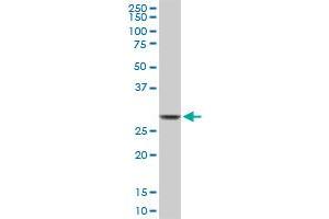 CDC2 monoclonal antibody (M03), clone 1G10.