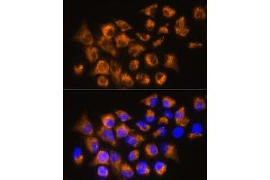 Immunofluorescence analysis of HeLa cells using  Rabbit pAb (ABIN6134011, ABIN6136599, ABIN6136600 and ABIN6224718) at dilution of 1:100. (ADRB3 anticorps  (AA 1-100))