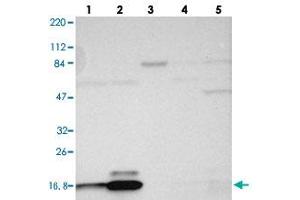 Western blot analysis of Lane 1: RT-4, Lane 2: U-251 MG, Lane 3: Human Plasma, Lane 4: Liver, Lane 5: Tonsil with RPL27 polyclonal antibody . (RPL27 anticorps)