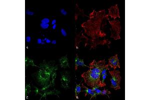 Immunocytochemistry/Immunofluorescence analysis using Mouse Anti-NPAS4 Monoclonal Antibody, Clone S408-79 (ABIN2485818).
