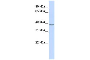 WB Suggested Anti-ATF4 Antibody Titration:  0.
