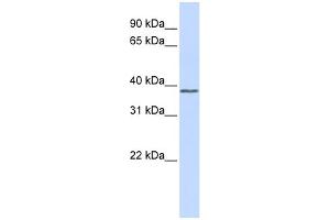 WB Suggested Anti-ATF4 Antibody Titration:  0. (ATF4 anticorps  (Middle Region))