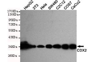 Western blot detection of CDX2 in Hela,Caco2,C2C12,S,COS7,HepG2 and 3T3 cell lysates using CDX2 mouse mAb (1:1000 diluted). (CDX2 anticorps)