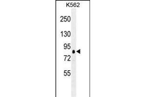 RPS6KA1 antibody (ABIN659087 and ABIN2838075) western blot analysis in K562 cell line lysates (35 μg/lane). (RPS6KA1 anticorps)