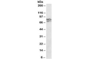Western blot testing of HeLa lysate with RPA70 antibody at 0. (RPA1 anticorps)