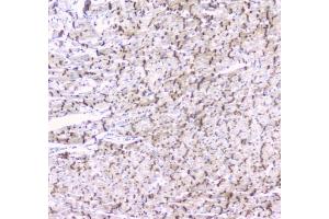IHC testing of rat heart tissue with Cx43 antibody at 1ug/ml.