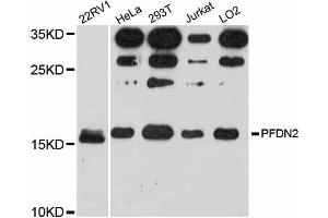 Western blot analysis of extracts of various cell lines, using PFDN2 antibody. (PFDN2 anticorps)