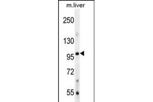 Bmp1 Antibody  (ABIN388451 and ABIN2848776) western blot analysis in mouse liver tissue lysates (35 μg/lane). (BMP1 anticorps  (C-Term))