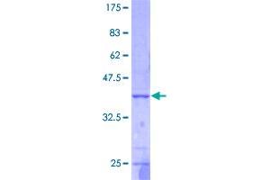 Image no. 1 for Fucosyltransferase 2 (Secretor Status Included) (FUT2) (AA 1-153) protein (GST tag) (ABIN1354525)